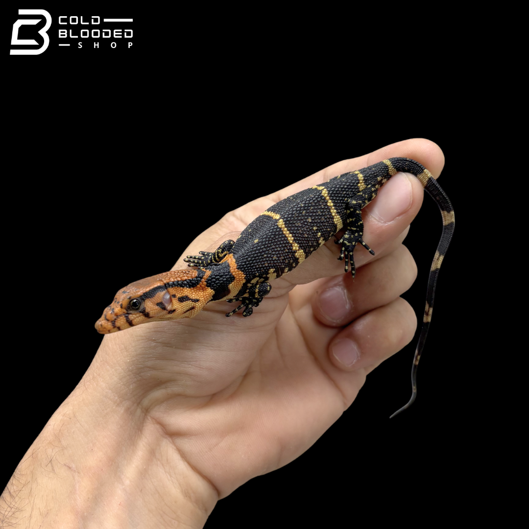 Baby Dumeril's Monitor - Varanus Dumerilii