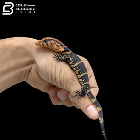 Baby Dumeril's Monitor - Varanus Dumerilii