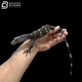 CBB Hatchling Crocodile Monitor - Varanus Salvadorii