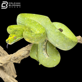 USCBB Bias Cross Green Tree Python - Morelia viridis