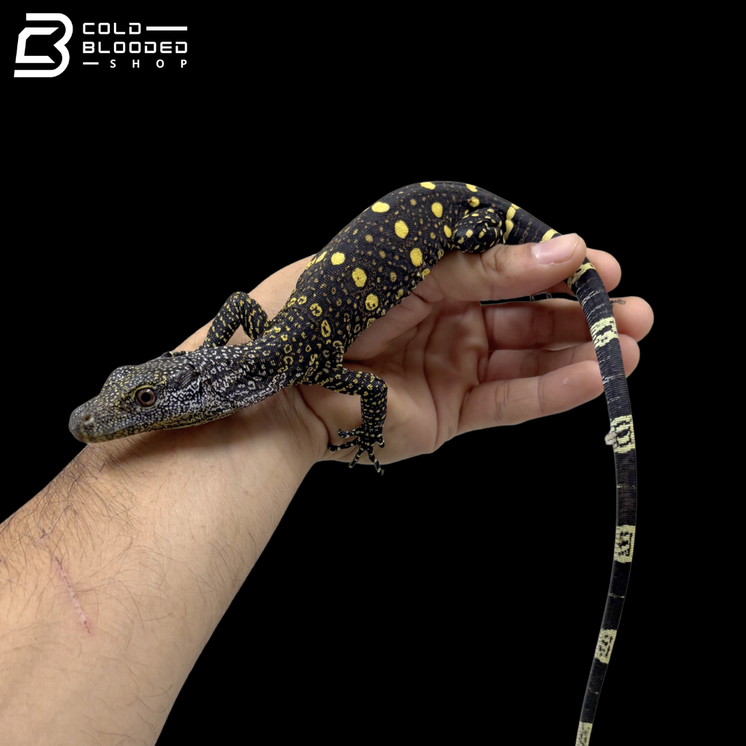 CBB Hatchling Crocodile Monitor - Varanus Salvadorii