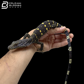 CBB Hatchling Crocodile Monitor - Varanus Salvadorii