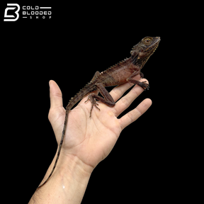 Female Crowned Forest Dragons - Lophosaurus Dilophus