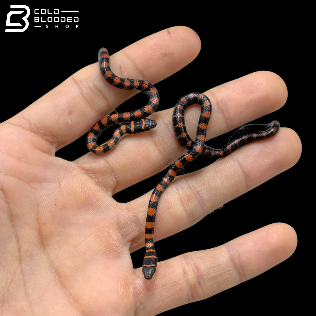 Baby Twin-Barred Tree Snakes - Chrysopelea Pelias