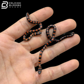 Baby Twin-Barred Tree Snakes - Chrysopelea Pelias