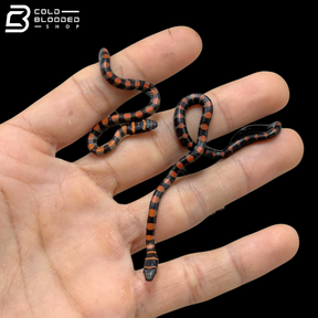 Baby Twin-Barred Tree Snakes - Chrysopelea Pelias