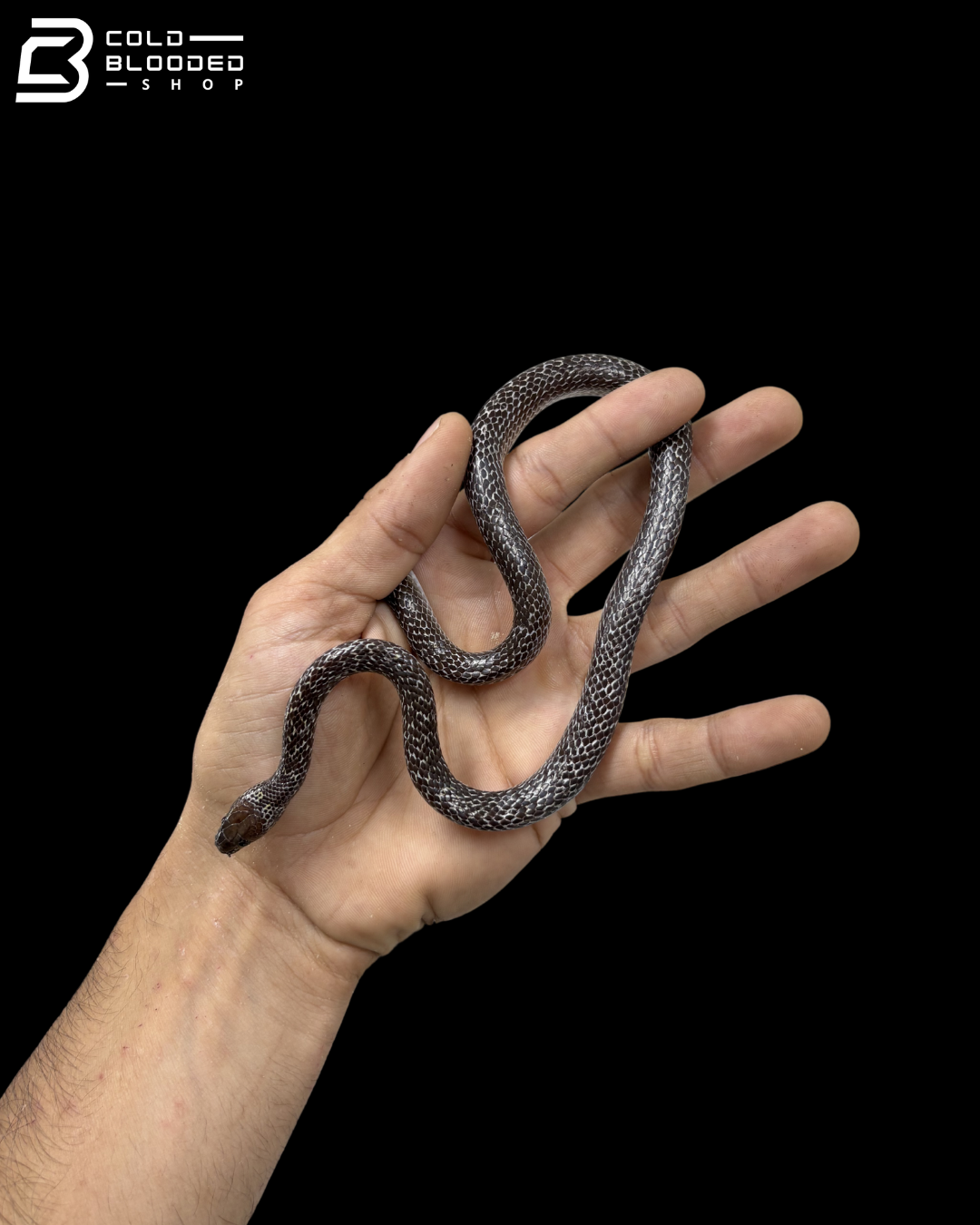 Wolf Snakes - Lycodon Capucinus