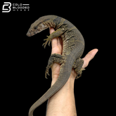Dumeril's Monitor - Varanus Dumerilii