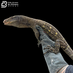 Adult Bonded Proven Pair - Sorong Local Crocodile Monitors