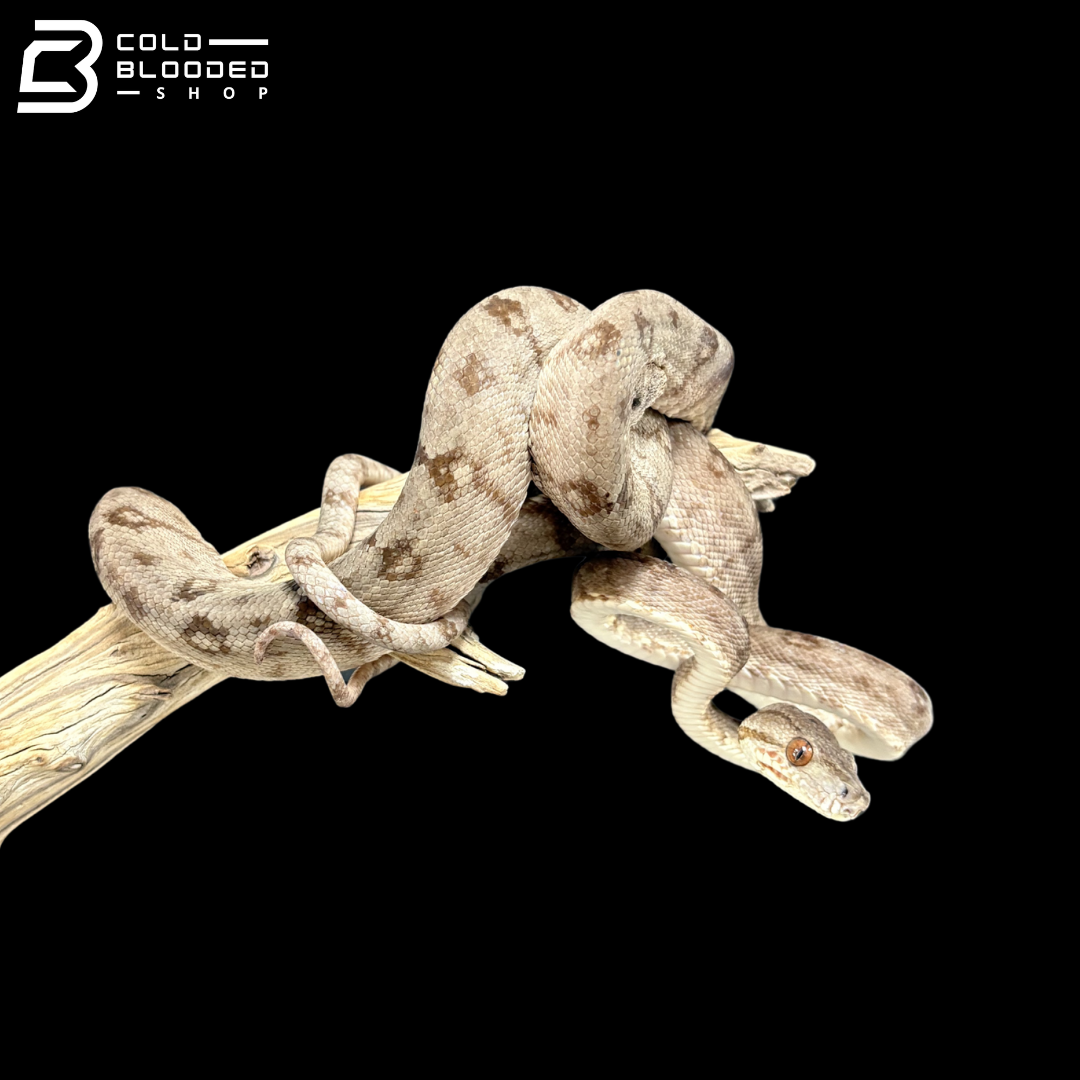 Female Garden Phase Amazon Tree Boa - Corallus Hortulanus