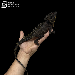 Female Crowned Forest Dragons - Lophosaurus Dilophus