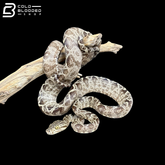 Male Garden Phase Amazon Tree Boa - Corallus Hortulanus