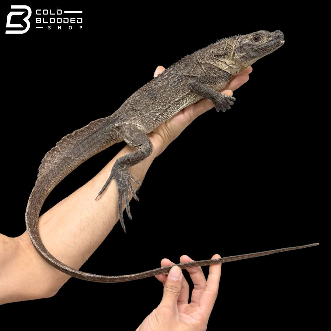Adult Indonesian Sailfin Dragons - Hydrosaurus Microlophus