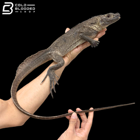 Adult Indonesian Sailfin Dragons - Hydrosaurus Microlophus