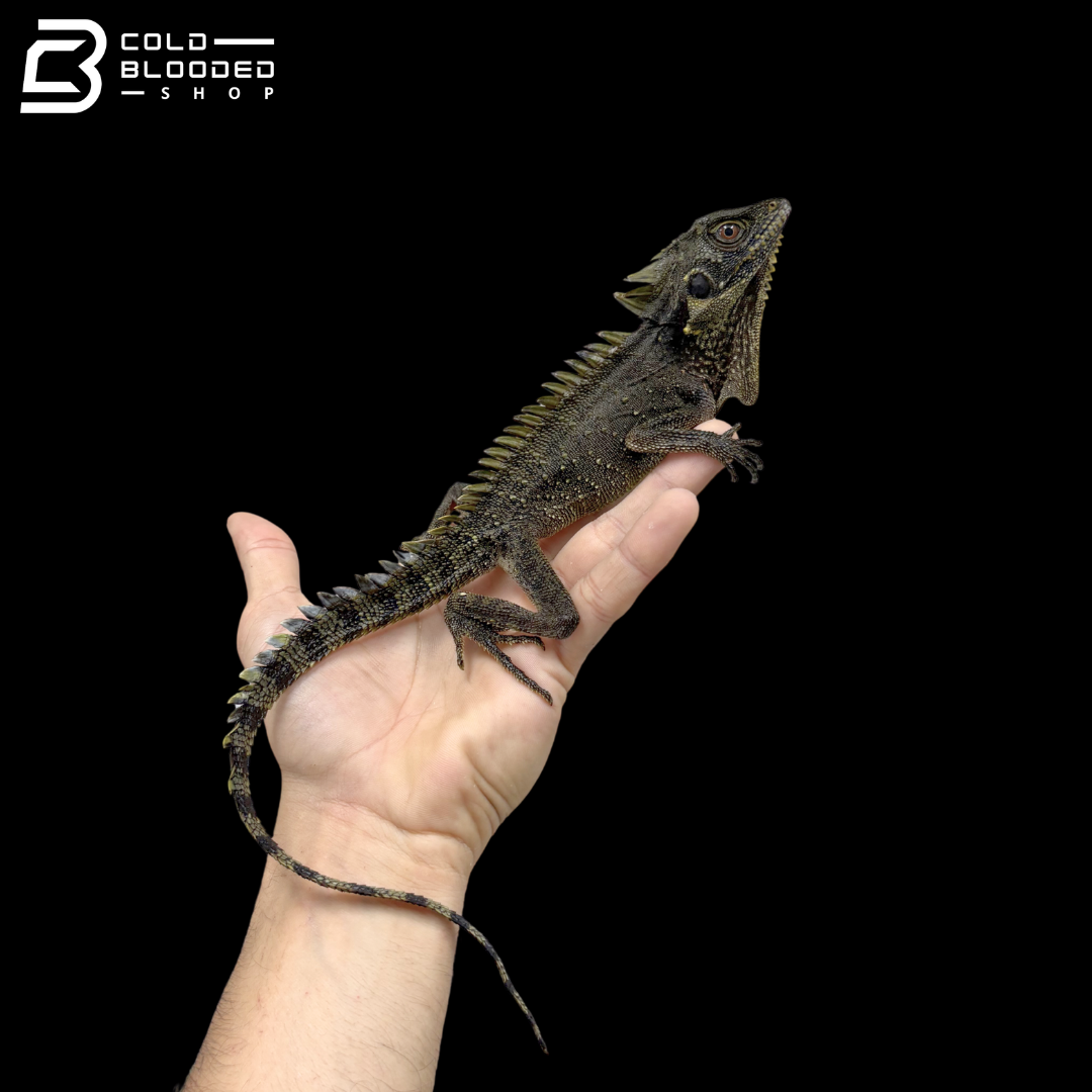 Female Crowned Forest Dragons - Lophosaurus Dilophus