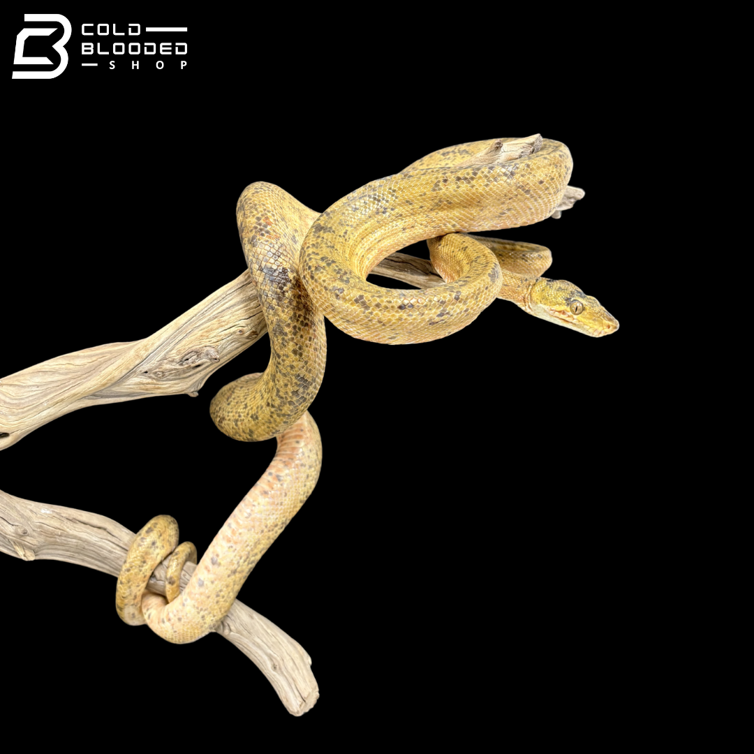 Male Yellow Amazon Tree Boa - Corallus Hortulanus