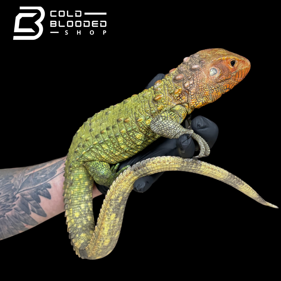 dracaena chameleons CBB Caiman Lizard Male #2 sub adult (Costa Rica zoo stock)- Dracaena g