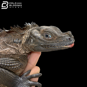 Adult Indonesian Sailfin Dragons - Hydrosaurus Microlophus