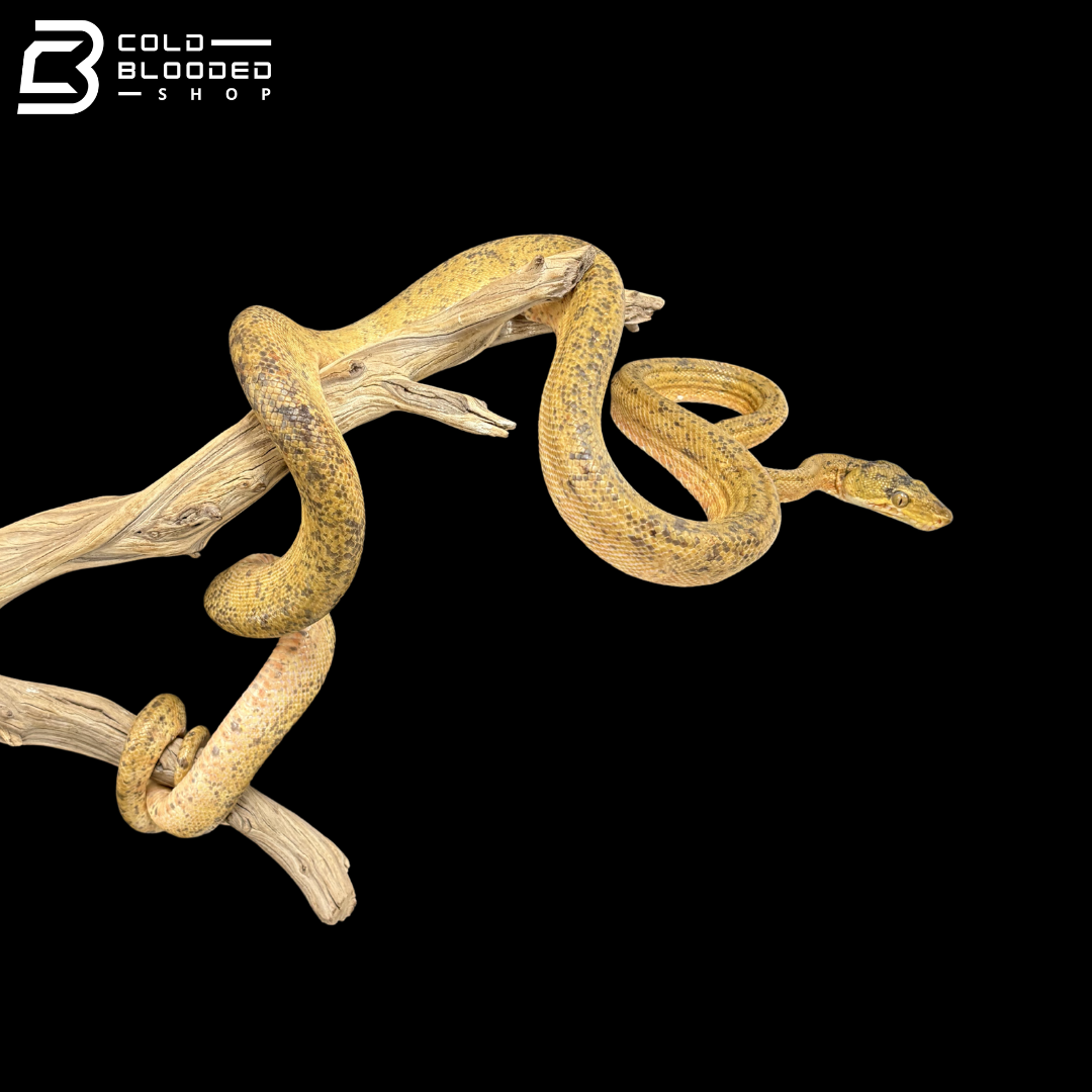 Male Yellow Amazon Tree Boa - Corallus Hortulanus