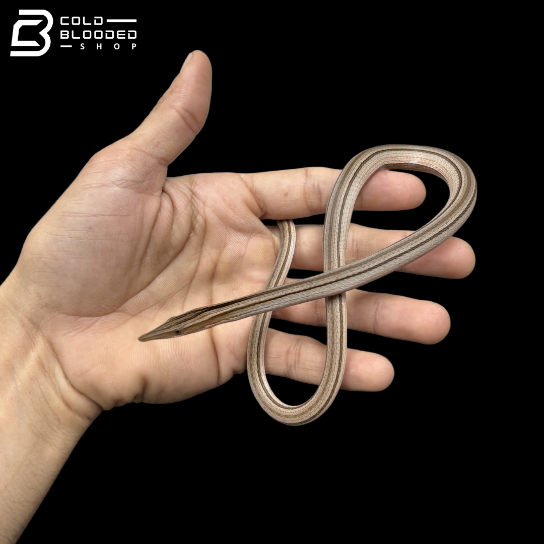 Striped Burton's Legless Lizards - Lialis burtonis