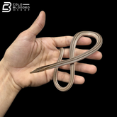 Striped Burton's Legless Lizards - Lialis burtonis