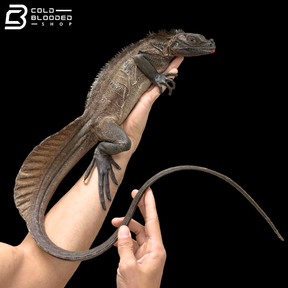 Adult Indonesian Sailfin Dragons - Hydrosaurus Microlophus