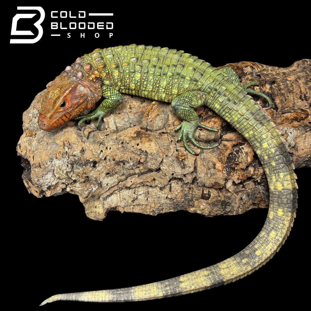 CBB Caiman Lizard Male #2 sub adult (Costa Rica zoo stock)- Dracaena guianensis
