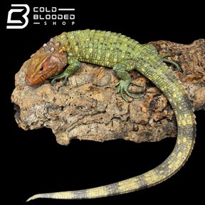 dracaena chameleons CBB Caiman Lizard Male #2 sub adult (Costa Rica zoo stock)- Dracaena g