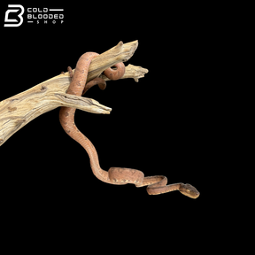 Garden Phase Amazon Tree Boa - Corallus Hortulanus