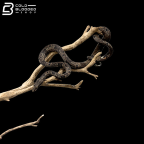 Indonesian Tree Boa - Candoia Carinata