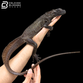 Male Black Sailfin Dragon Lizard - Hydrosaurus Celebensis