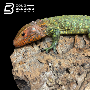 CBB Caiman Lizard Male #2 sub adult (Costa Rica zoo stock)- Dracaena guianensis