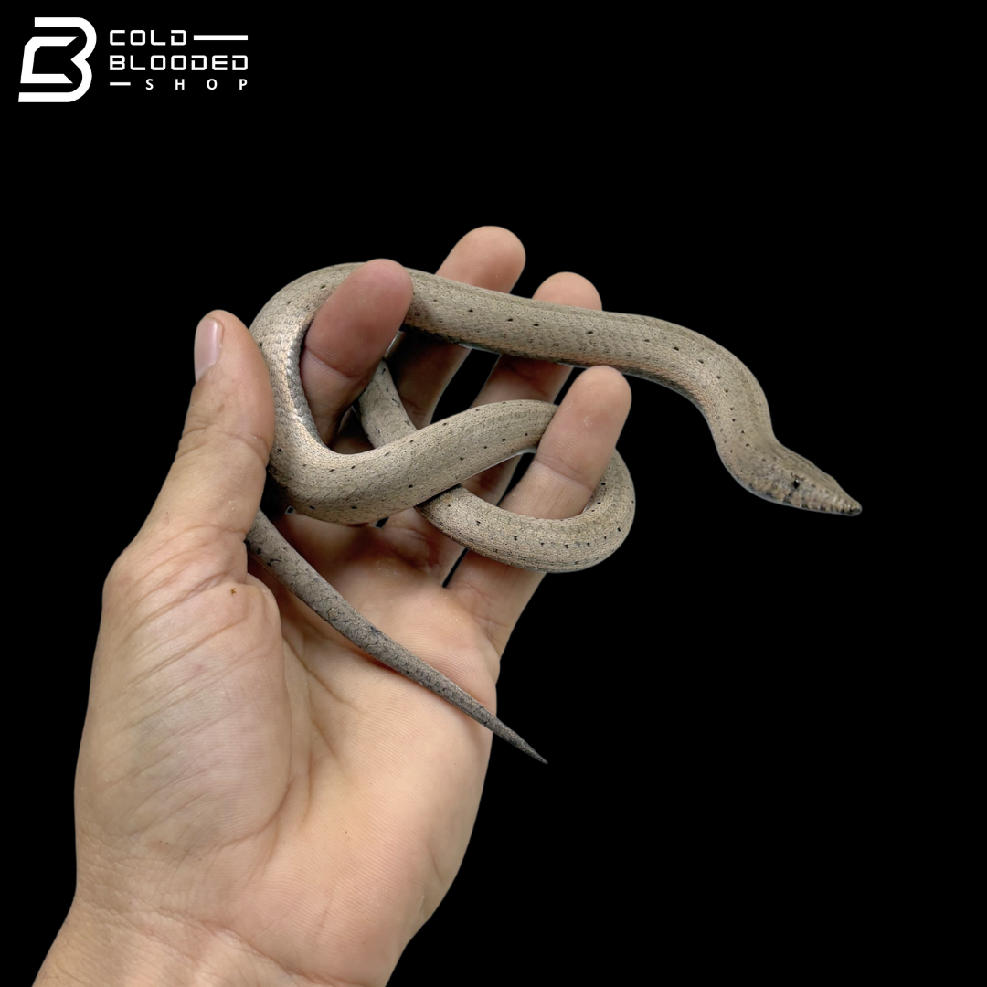 Burton's Legless Lizards - Lialis burtonis
