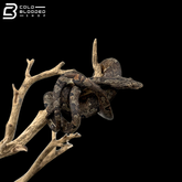 Indonesian Tree Boa - Candoia Carinata