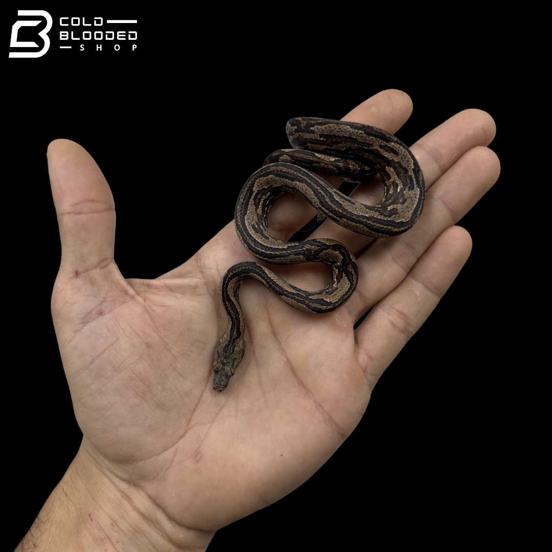 Striped Indonesian Tree Boa - Candoia Carinata