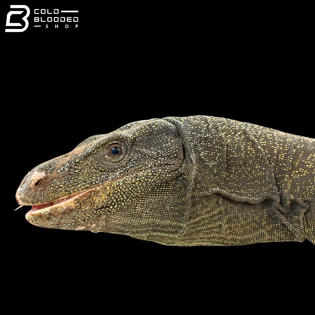 Adult Bonded Proven Pair - Sorong Local Crocodile Monitors