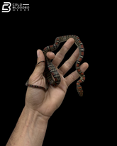 Female Twin-Barred Tree Snake - Chrysopelea Pelias