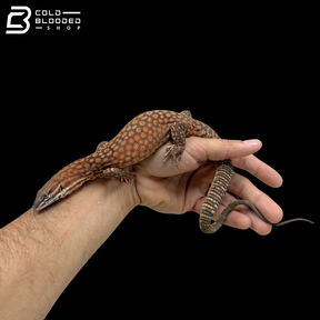 Red Ackie Monitor - Varanus Acanthurus