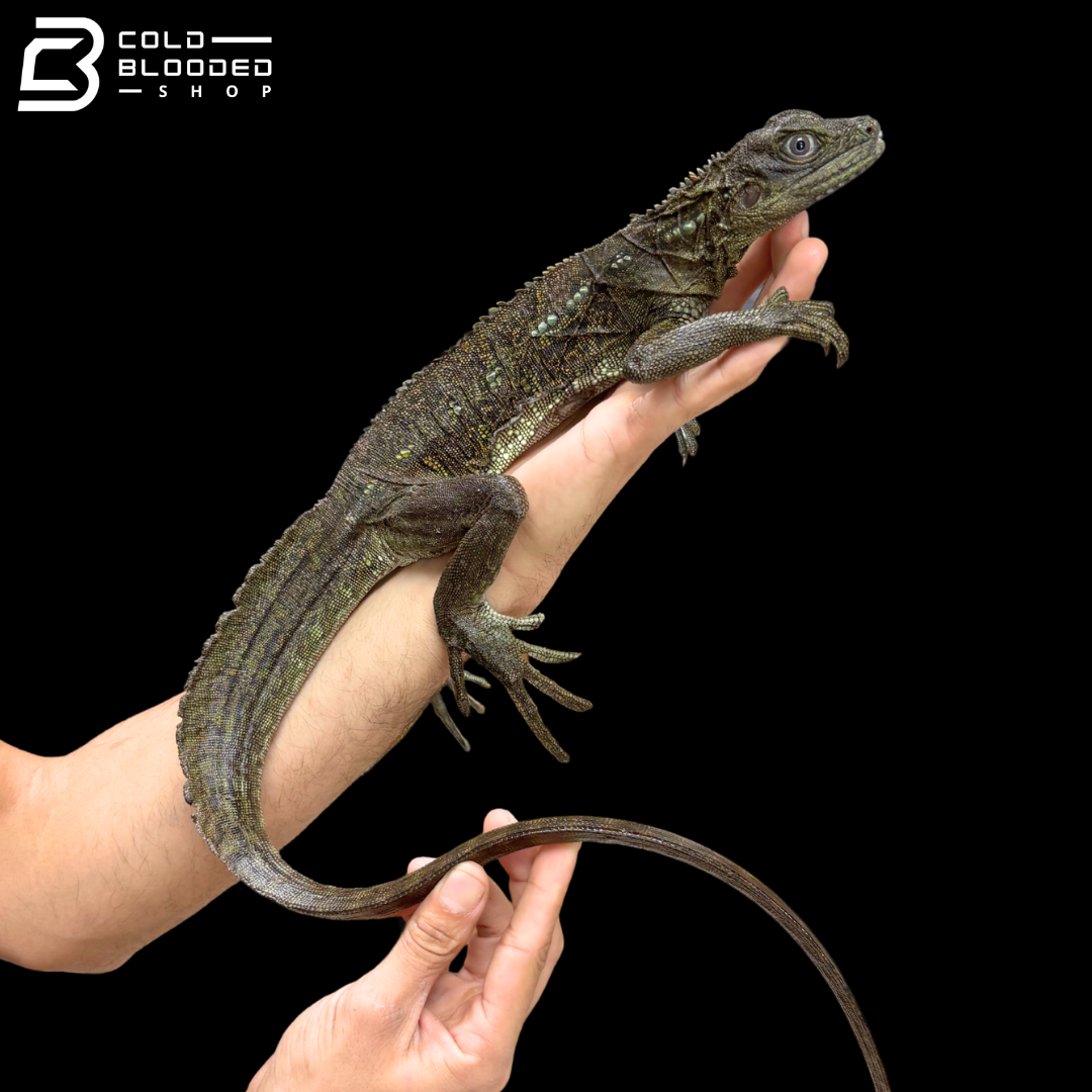 Female Weber's Sailfin Dragon Lizard - Hydrosaurus Weberi