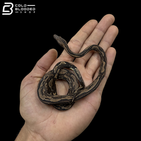 Striped Indonesian Tree Boa - Candoia Carinata