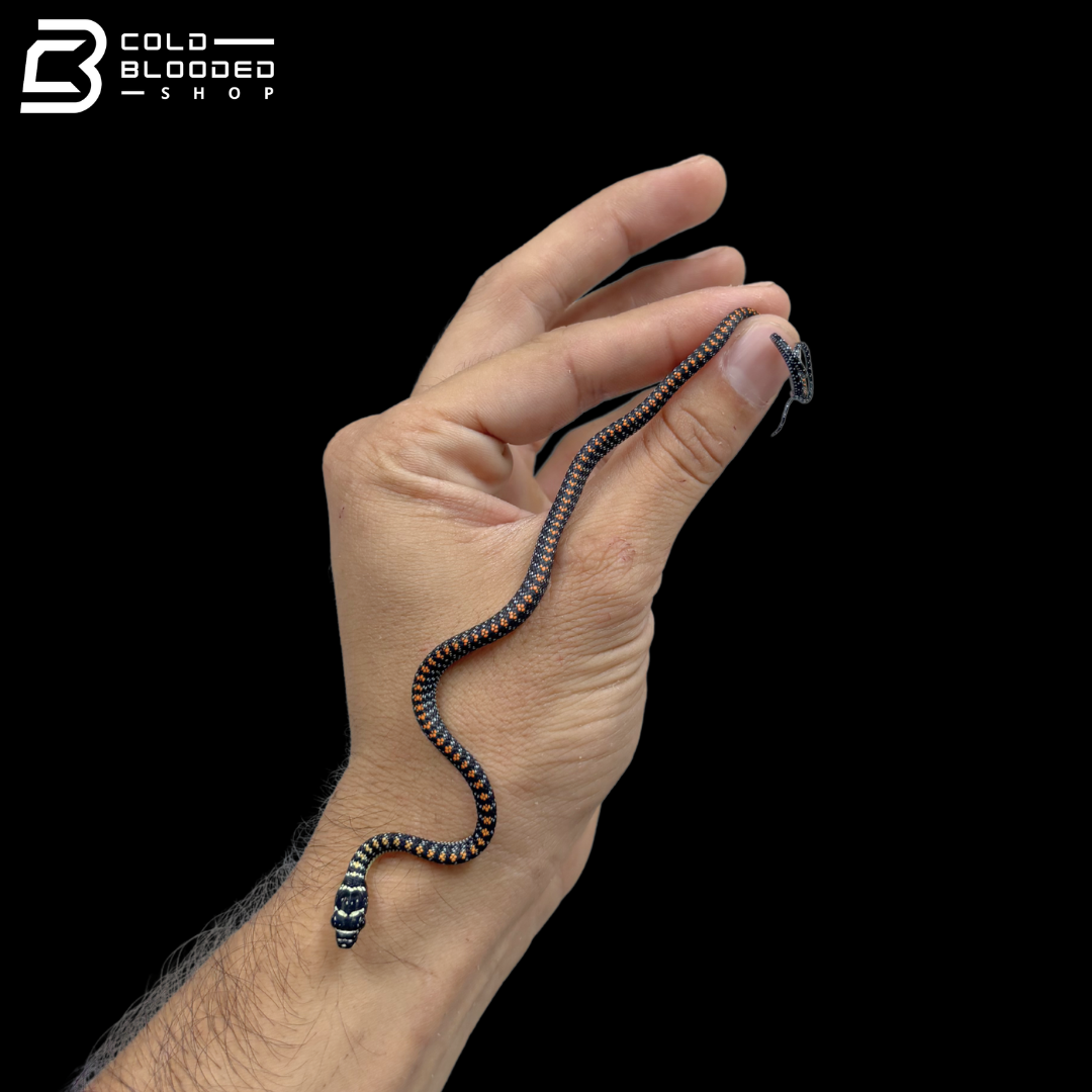 Baby Paradise Flying Snake - Chrysopelea Paradisi