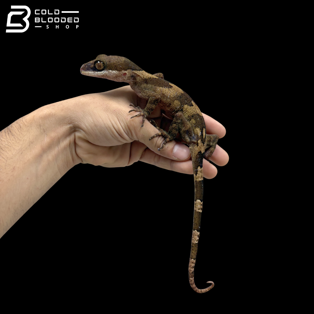 Giant Bent Toed Gecko - Cyrtodactylus irianjayaensis