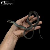 Speckled racer female - Drymobius margaritiferus