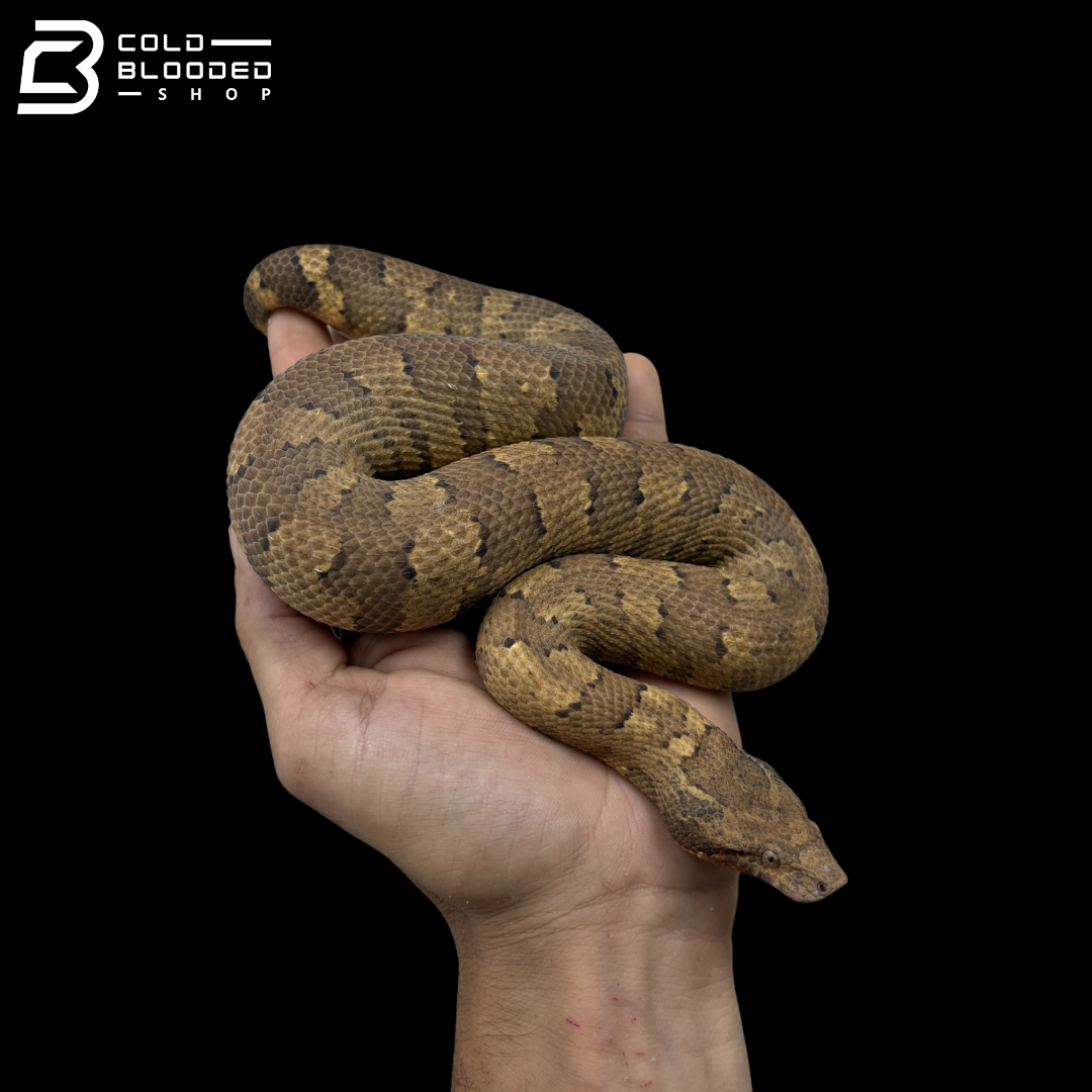Female Yellow Viper Boas - Candoia aspera