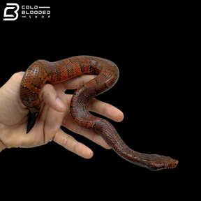 Male High Red Viper Boas - Candoia Aspera