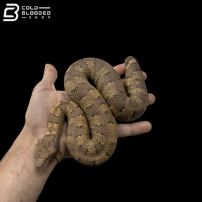 Female Yellow Viper Boas - Candoia aspera