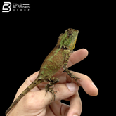 Kuhl's Anglehead Lizards - Gonocephalus Kuhlii