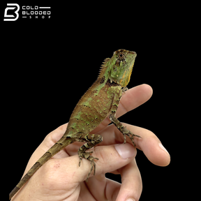 Kuhl's Anglehead Lizards - Gonocephalus Kuhlii