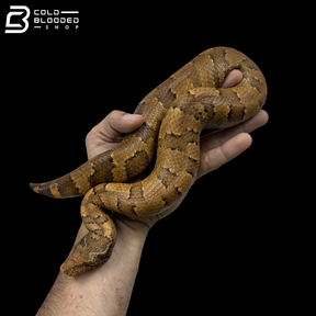 Huge Female Yellow Viper Boa - Candoia Aspera