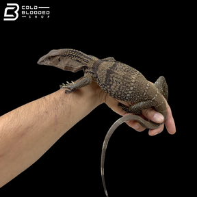 Juvenile Black Roughneck Monitor - Varanus rudicollis